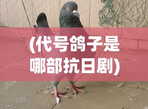 (代号鸽子是哪部抗日剧) 揭秘代号肉鸽：国际间谍行动中的隐藏关键，如何影响全球安全局势？